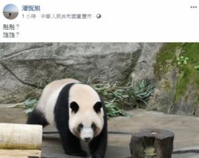 游客惊扰大熊猫殴打劝阻者