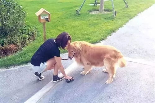 女孩遛狗时遭白狗突袭
